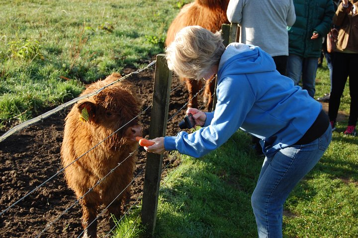 Engage with the friendly Highland cattle during your Scottish adventure creating unforgettable moments amidst stunning landscapes and rich cultural experiences on this 5-day journey through Scotland.